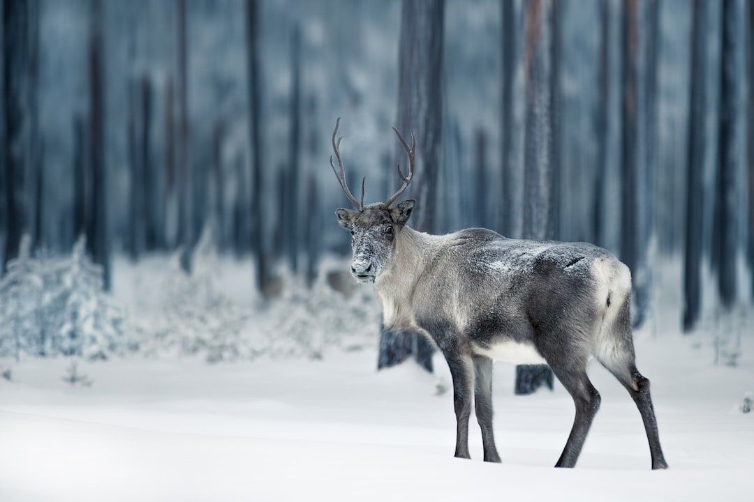 En ren med horn står i ett snötäckt vinterlandskap med skog