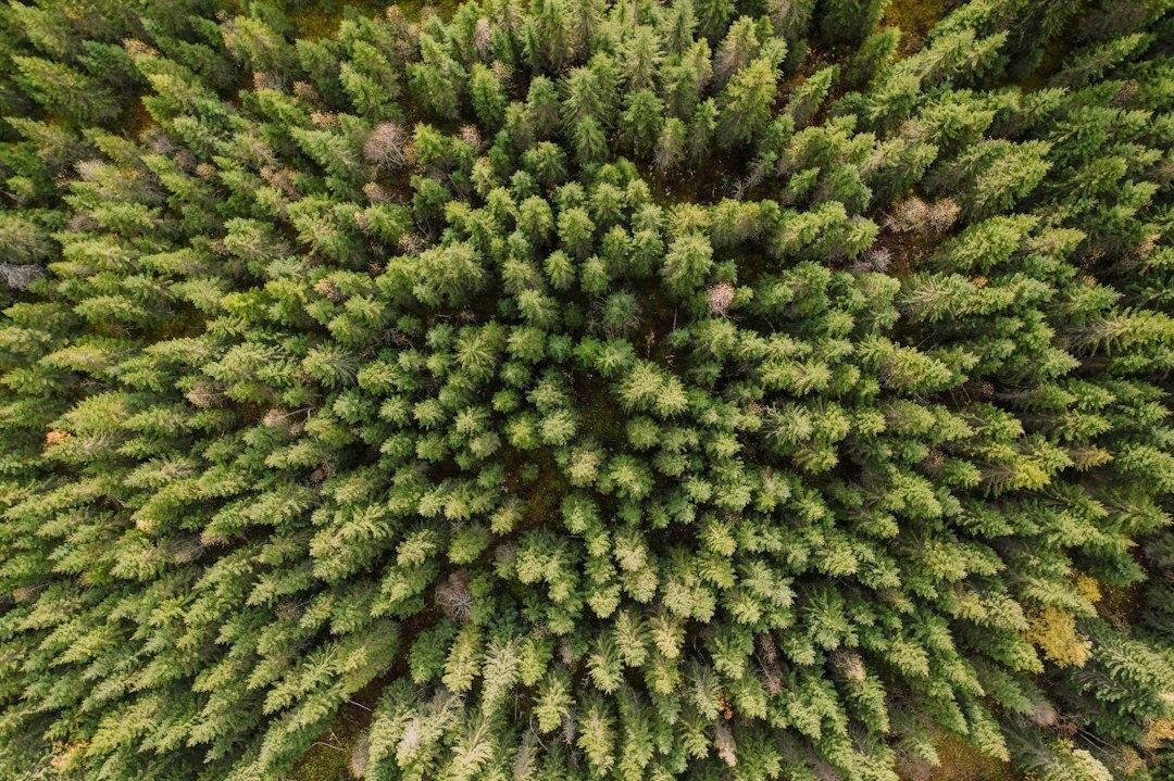 Drönarbild rakt över en tät grön barrskog