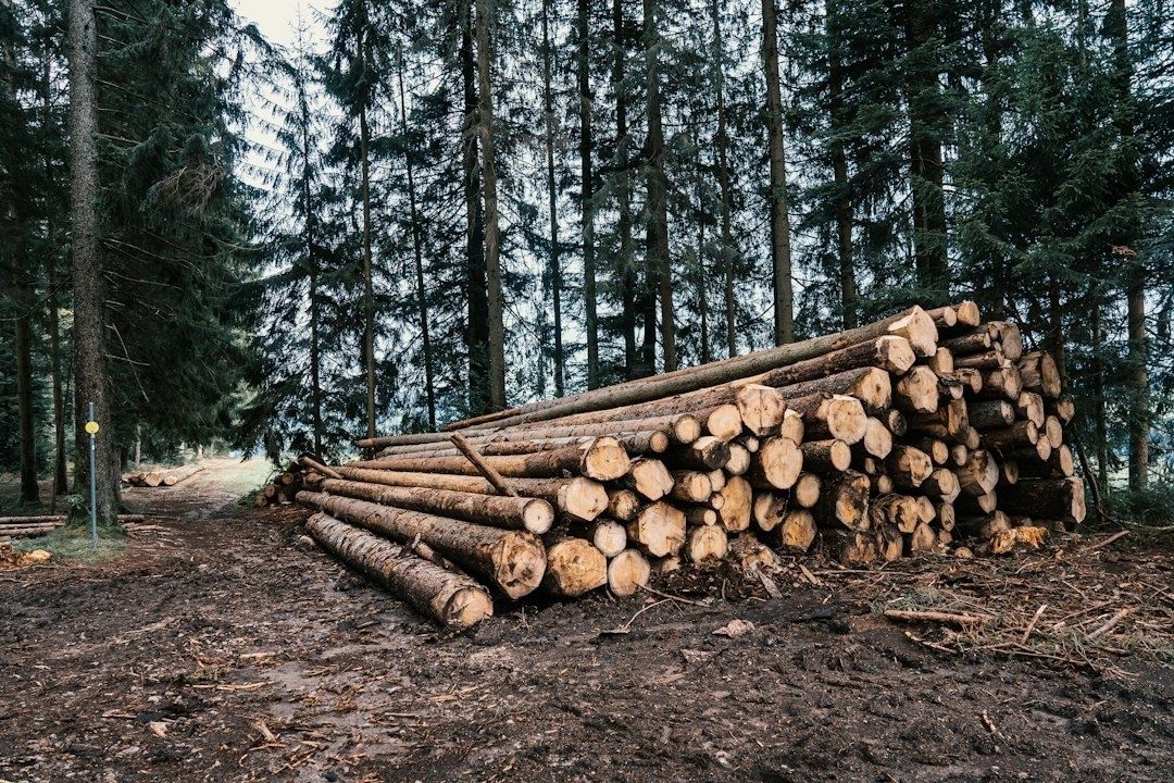 En stor hög nyfällda stockar på en lerig skogsväg i granskog